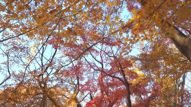 空と紅葉　ティルト撮影