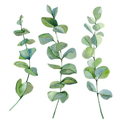 Watercolor hand painted silver dollar eucalyptus. Greenery set branches and leaves isolated on white background.  Greenery illustration for wedding design, card, poster, print and textile fabric.