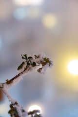 cold snowy night branch