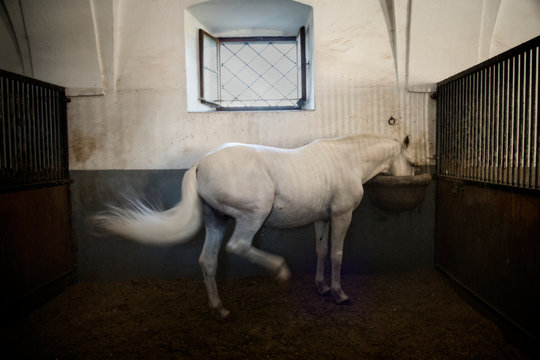 Horse in stable