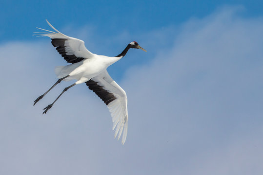 Red crowned crane flying