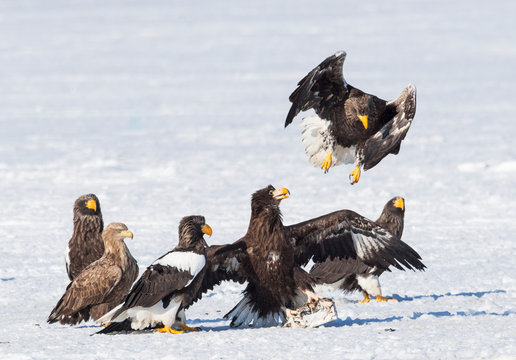 Birds of prey on snow