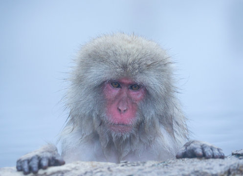 Japanese Macaque in hot spring