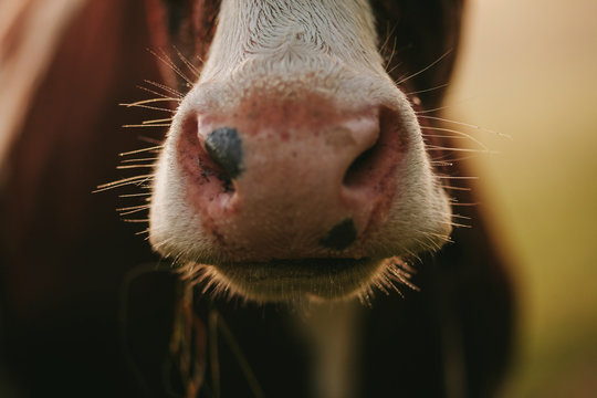 Close up of cow