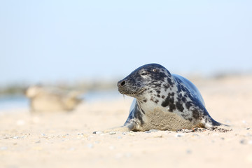 Curious common seal