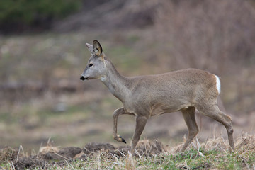 Roe deer (Capreolus capreolus)