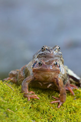 Rana temporaria - European common frog