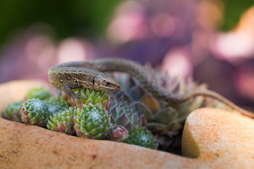 Closeup of alert lizard (Zootoca vivipara)