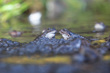 Common frog Rana temporaria