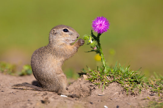 Beautiful european ground squirrel observing from ground