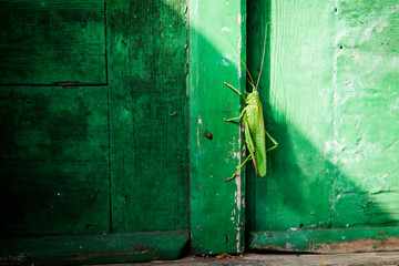 Grasshopper on green wall