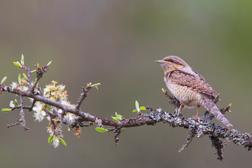 Eurasian Wryneck (Jynx torquilla)