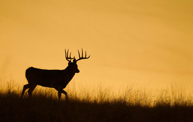 Silhouette of a Whitetail Deer Buck walking along a ridge top at sunset - obrazy, fototapety, plakaty