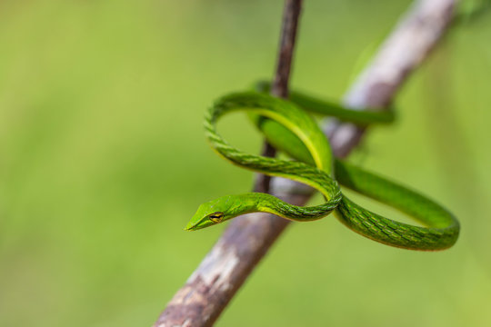 Green vine snake (Ahaetulla nasuta) in the rain forest Sri lanka
