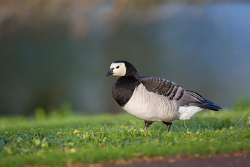 Black and white bird Barnacle Goose, Branta leucopsis,