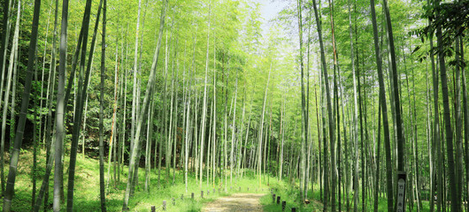 Fototapeta premium 竹林 竹 新緑の竹林 新緑 竹畑 