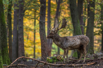 Beautiful fallow deer male (dama dama) in autumn forest.