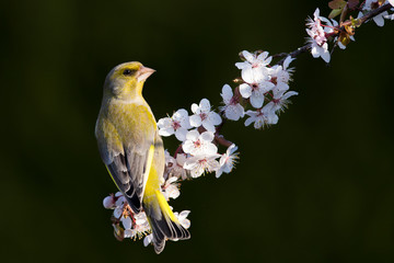 Eurasian greenfinch (Chloris chloris) on a blossoming branch