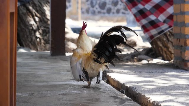 Rooster with graceful feathers walking slowly
