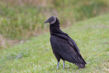 Black Vulture (Coragyps atratus) in Everglades National Park