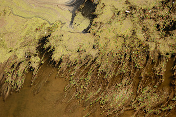 Acuatic plants in a river