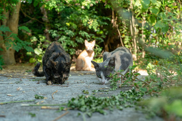Portrait of tricolor cat eating on the floor, close up Thai cat