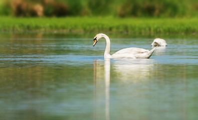 Obraz premium White gentle swan.