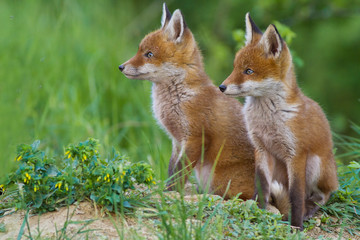 red fox cub