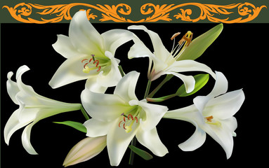 white lily branch with five blooms on black