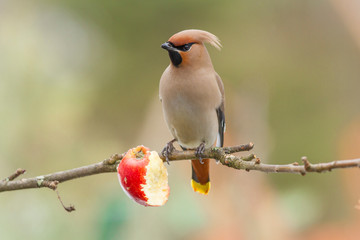 Bohemian Waxwing - Bombycilla garrulus