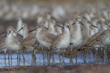 Willet (Catoptrophorus semipalmatus) in Florida,