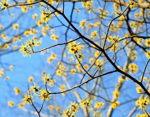 マンサクの花と青空、日本の早春の風景