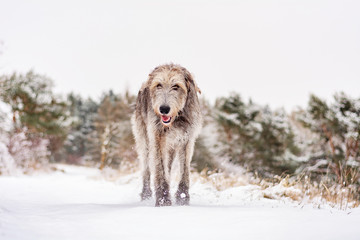 Irish wolfhound in snowy landscape.