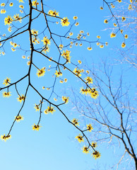 マンサクの花と青空、日本の早春の風景