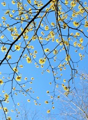 マンサクの花と青空、日本の早春の風景
