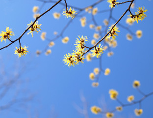 マンサクの花と青空、日本の早春の風景