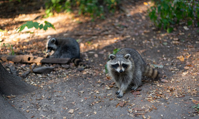 A North American raccoon stares at the camera in Manhattan's Central Park, New York City. Taken on September the 27th, 2019.