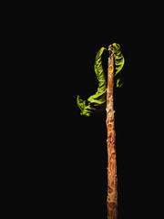 trunk of a dying plant with one leaf on black background