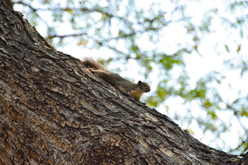 Ein Eichhörnchen auf dem Baum 