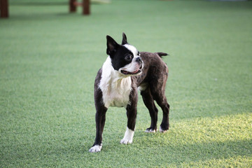 Happy puppies in a private playground