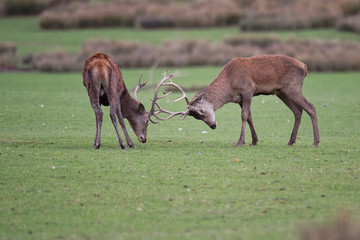Combat de cerfs