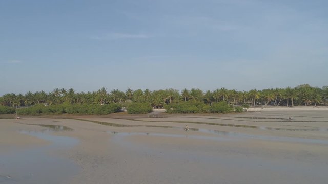 Aerial push in shot of African fisherman walking at low tide mangrove beach