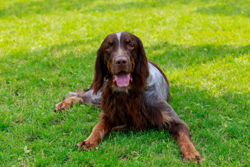 Dog breed English setter