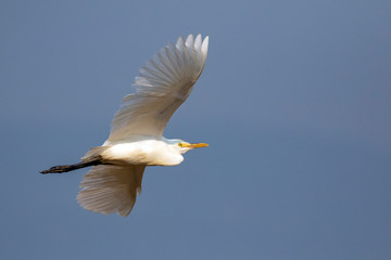 Image of Heron, Bittern or Egret flying on sky. White Bird. Animal.