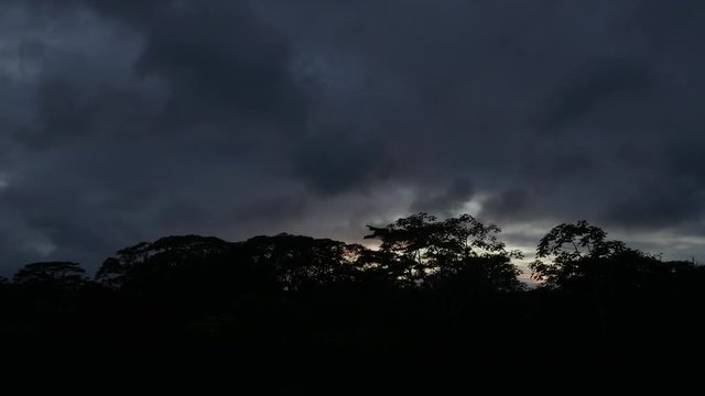 silhouettes of albizia trees at dusk in puna Hawaii