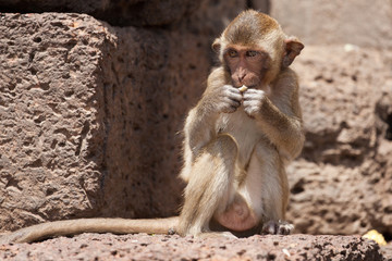 Young Long-Tailed Macaque at Prang Sam Yod