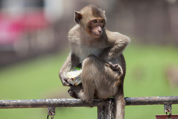Crab-Eating Macaque over a Fence at Prang Sam Yod