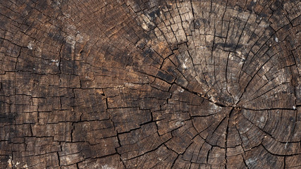 Old stump texture. Cracked wooden background