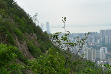 green plants growing on the hill, with a blurred shenzhen cityscape background