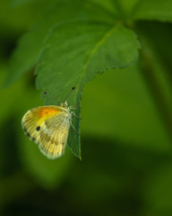 Obraz premium tiny yellow butterfly on leaf
